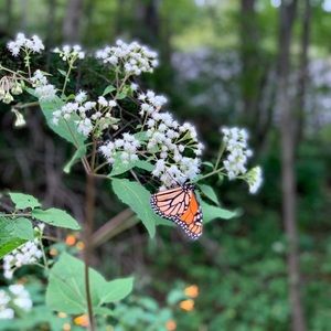 Meet your Posher, Brandi